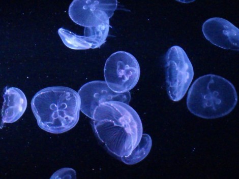 Las medusas y la globalización